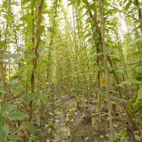 大量供應 單桿油麻藤3-4米 油麻藤基地批發