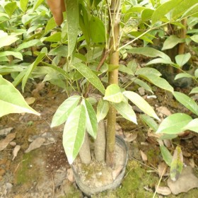 廣西雞血藤苗基地批發 血風藥用藤 正宗的雞血藤