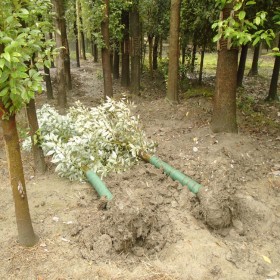 成都香樟批發 截桿香樟基地批發  常綠香樟批發