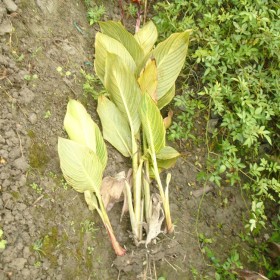 成都花葉美人蕉苗基地批發 重慶花葉美人蕉大量供應