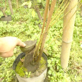 湖南油麻藤基地批發 邵陽油麻藤苗5-6米長 大杯苗牛馬藤 地徑1-5公分粗