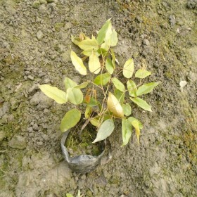 成都油麻藤基地 15杯油麻藤老苗子 牛馬藤杯苗