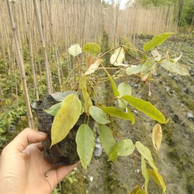 都江堰市油麻藤種植基地 都江堰市油麻藤批發 15杯油麻藤苗