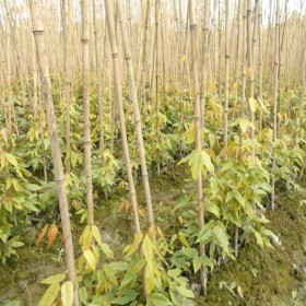 油麻藤種植基地 牛馬藤苗子長勢好不脫杯 營養杯杯型大