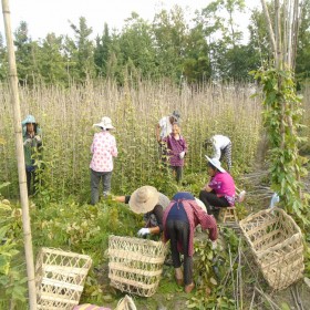 成都50公分高油麻藤杯苗 牛馬藤苗基地批發(fā)