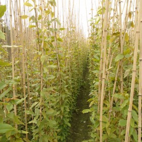 貴州爬藤植物批發 四季常綠的遮陽藤，四季長青不落葉油麻藤