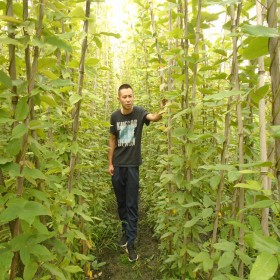 四川礦山修復植物 生態修復用油麻藤 四季常綠的藤