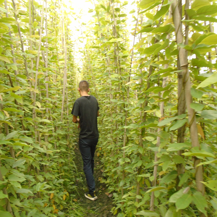 5米長油麻藤種植基地 專業種植各類規格的油麻藤苗