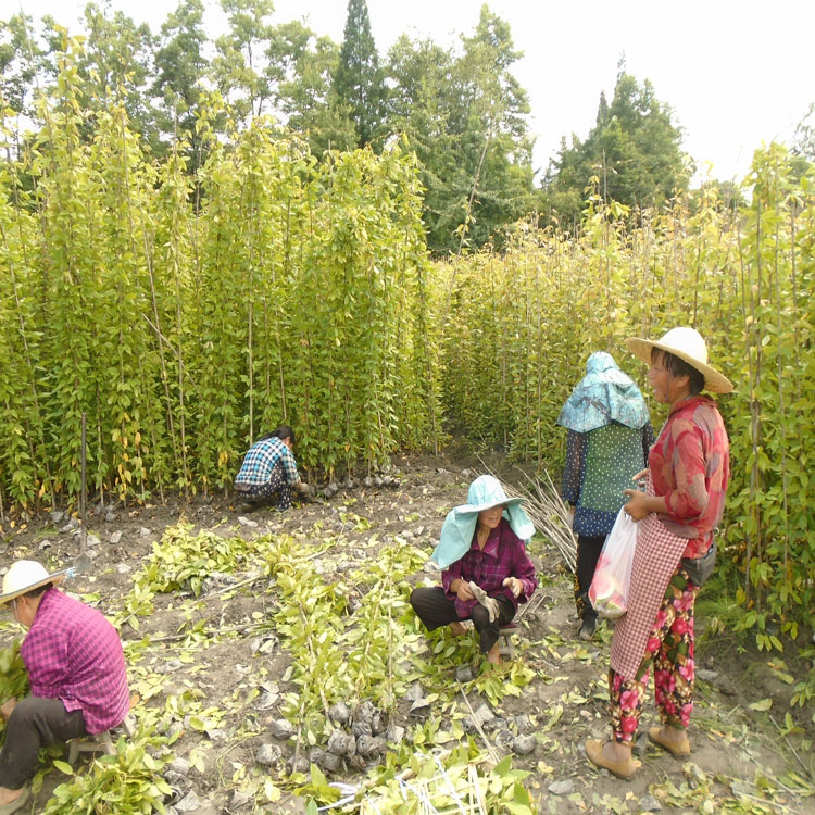 重慶花卉市場油麻藤批發 牛馬藤袋苗批發 重慶哪里有種油麻藤的