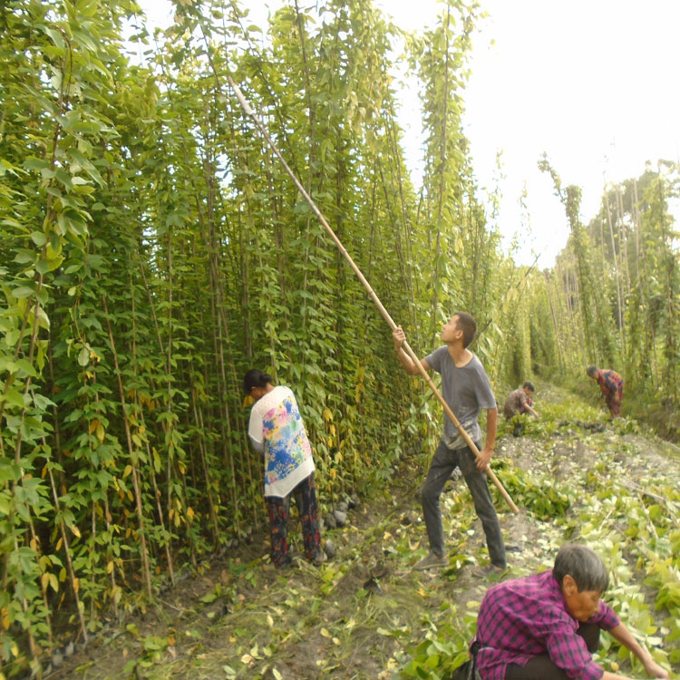 湖北隨州油麻藤4-5米長批發 荊門油麻藤種植基地 荊州油麻藤批發 宜昌牛馬藤杯苗