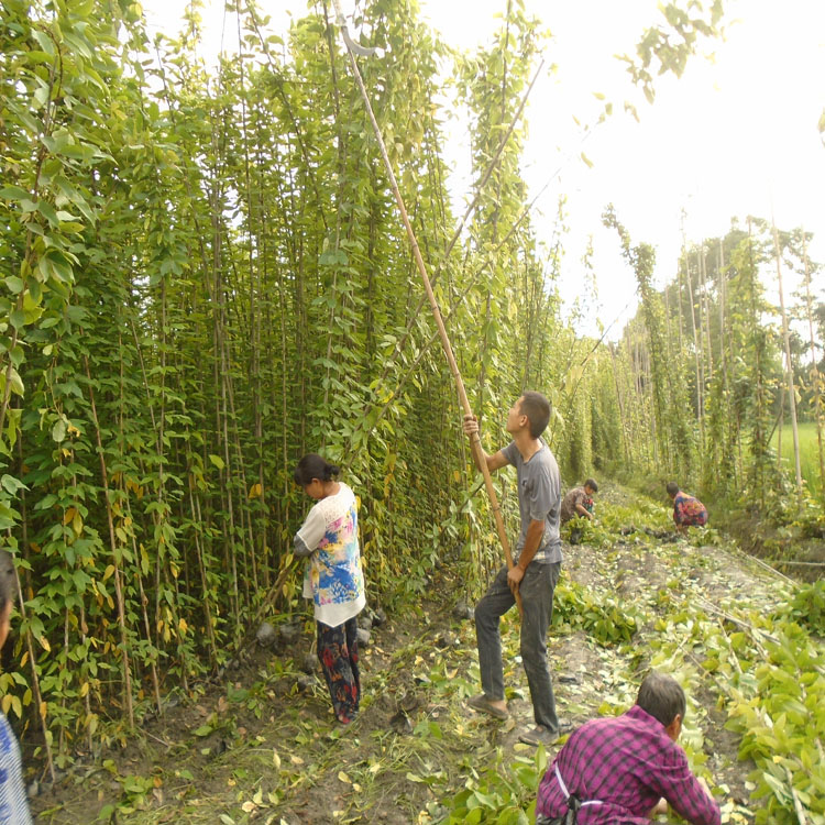 黔東南常春油麻藤圖片 1-8米常綠油麻藤價格 黃石油麻藤種植批發 供應優良油麻藤袋苗