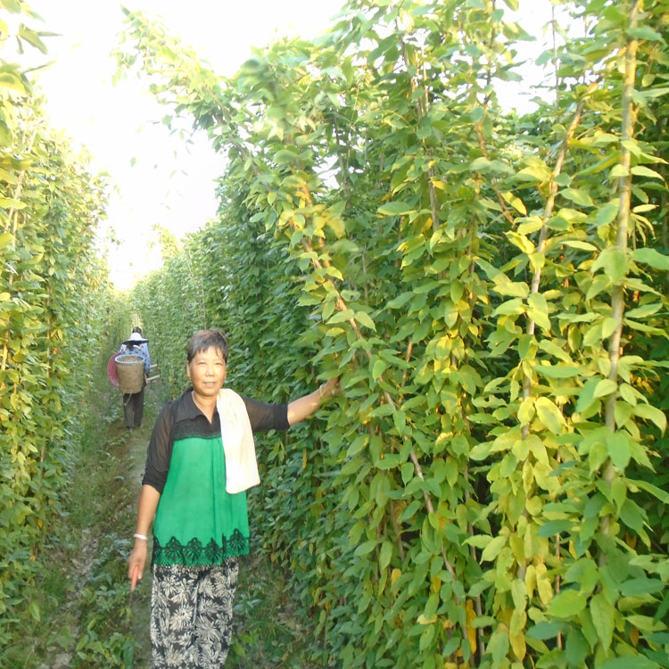 廣州3米長油麻藤苗批發(fā) 惠州白花油麻藤袋苗種植基地 清遠(yuǎn)3米長油麻藤苗批發(fā) 深圳紫花油麻藤3米工程苗