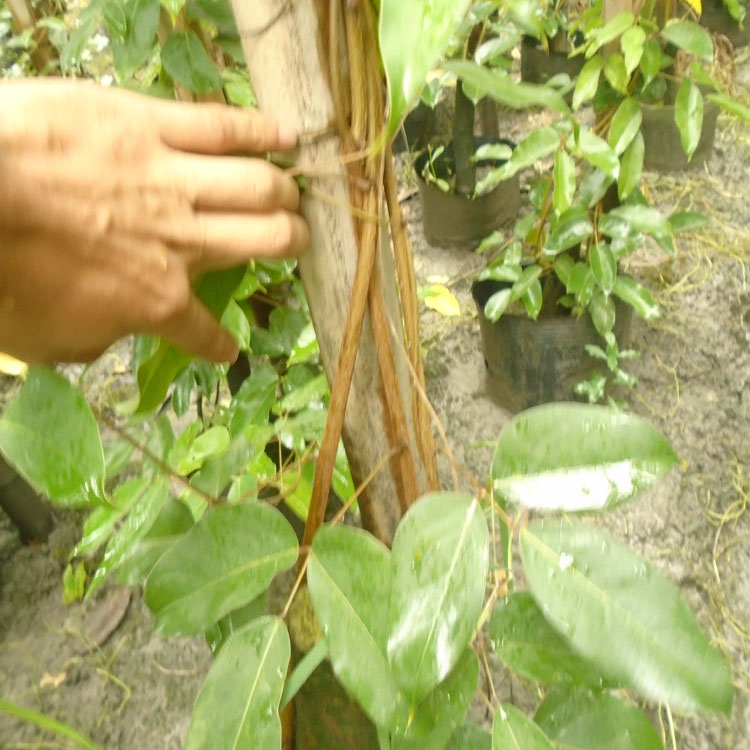 武漢停車棚用油麻藤 遮陽遮陰爬藤植物批發 立體綠化用大油麻藤苗 牛馬藤大袋苗種植基地 黃石油麻藤種植批發