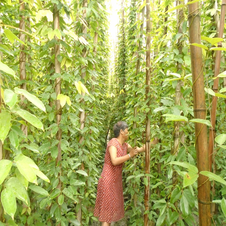 5公分粗大油麻藤批發 油麻藤種植基地供應 專業牛馬藤種植基地可實地看苗考察