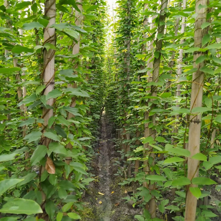 油麻藤苗圃基地直發 30大杯油麻藤 不脫杯不散杯 存活率高