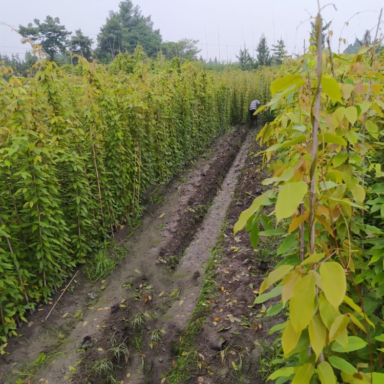 油麻藤袋苗批發，油麻藤種植基地1-2米長牛馬藤苗大量供應