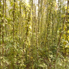 雞血藤杯苗批發 成都血藤種植基地 常綠血藤苗2米 廣西雞血藤苗種植基地 庭院攀爬植物