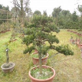 米葉羅漢松 盆景羅漢柏樹 樹形優(yōu)美 小葉羅漢松園藝場