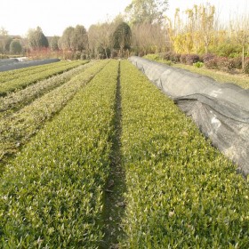 小葉梔子花苗 園林景觀綠化地被 多規格供應 細葉枝枝花小苗