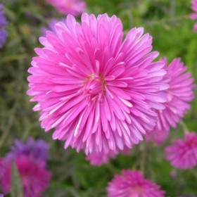 翠菊價格 鳳祥農資園藝種植基地 四季草花租擺批發