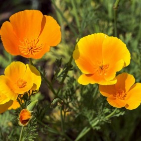 花菱草 大量供應 全國發貨 成活率高 鳳祥農資培蕾花卉