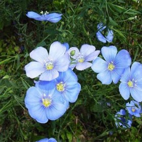 鳳祥農資藍亞麻批發 藍亞麻杯苗 藍亞麻價格通達基地銷售