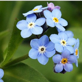 勿忘我花卉鮮花干花基地直發 干花勿忘我花束