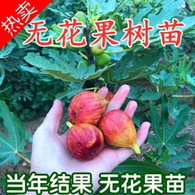 批發(fā)無花果苗波姬紅無花果苗苗木基地直發(fā)