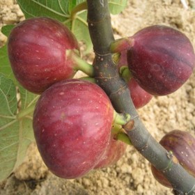 無花果樹果苗南方北方四季盆栽地栽種植苗當年結果特大波姬紅樹苗批發零售價格