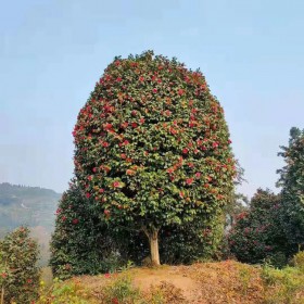 大紅牡丹茶花苗 基地直發 茶花樹苗種植基地