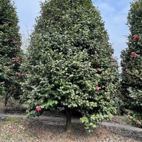 七星茶花樹苗 多種規格 基地專業種植培育 蓉華茶花種植