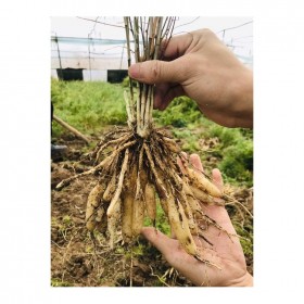 廣西天冬苗種植基地   天冬苗供應批發