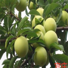 李子苗簡(jiǎn)陽宜莊供應(yīng)新品種蜂糖李子苗 湖北蜂糖李子苗價(jià)格 李子苗批發(fā)基地