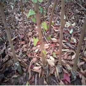 四川脆紅李子苗基地 宜莊  大量出售脆紅李子苗品種 保證存活率在98%以上