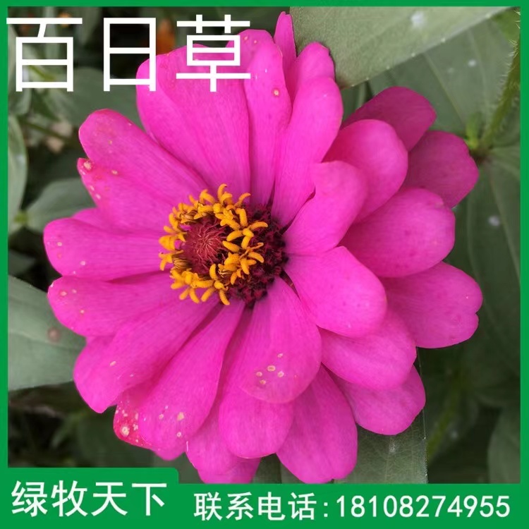 四川牧草種子 綠化草籽 花卉種子價(jià)格 百日草種子廠家