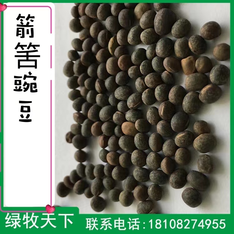 箭舌豌豆種子價(jià)格 批發(fā)綠化種子價(jià)格 四川種子批發(fā)廠家