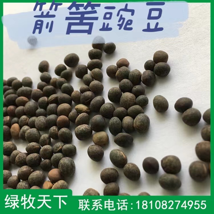 成都種子廠家 箭舌豌豆批發(fā) 綠牧天下