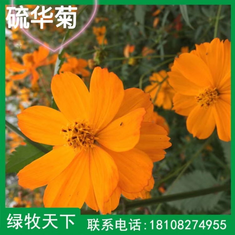 四川硫華菊百日菊野糜子種子草種現(xiàn)貨出售 綠牧天下