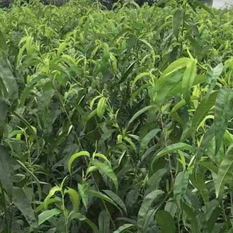 產優質桃樹苗 水蜜桃樹苗 提供種植技術 存活率高