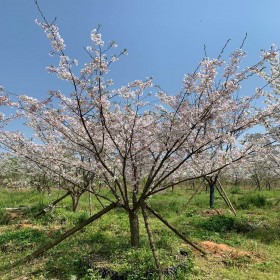 四川日本晚櫻苗木基地 批發(fā)櫻花樹苗   紅葉櫻花苗圃出售量大價(jià)優(yōu)