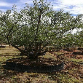 四川梅花種植基地 抗寒梅花樹樹形優(yōu)美  梅花苗木專用苗林