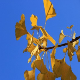 常年供應(yīng)銀杏小苗大苗  現(xiàn)挖現(xiàn)發(fā)綠蔭苗木  品種純正金色盛景  綠化風(fēng)景銀杏樹