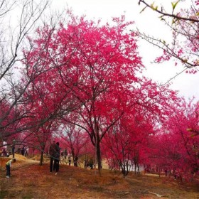 中國紅櫻花基地苗  四川紅櫻花苗 中國紅櫻花種植