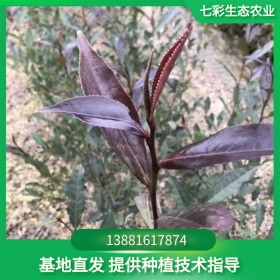 紫娟茶苗 紫娟茶苗價(jià)格 紫娟茶苗多少錢(qián)一株