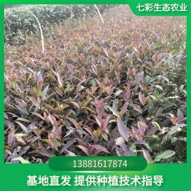 云南大葉茶苗 基地直發 量大從優