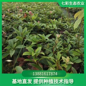 七彩生態(tài)農(nóng)業(yè)優(yōu)質(zhì)老鷹茶苗批發(fā) 基地直銷(xiāo)