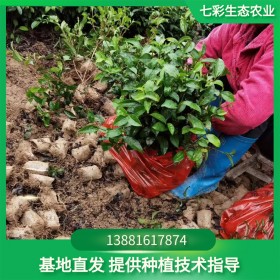 梅占茶苗 梅占茶苗批發價格 四川梅占茶苗