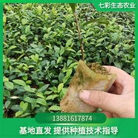 茶苗批發 營養土茶苗 營養袋茶苗 存活率高