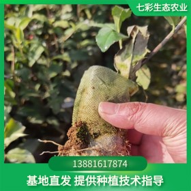 四川茶苗 營(yíng)養(yǎng)袋茶苗 茶苗批發(fā) 規(guī)格齊全