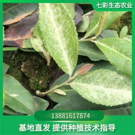 茶農直供 奶白茶苗 極白茶苗 七彩生態農業茶苗基地 新品種茶樹苗